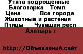 Утята подрощенные “Благоварка“,“Темп“ › Цена ­ 100 - Все города Животные и растения » Птицы   . Чувашия респ.,Алатырь г.